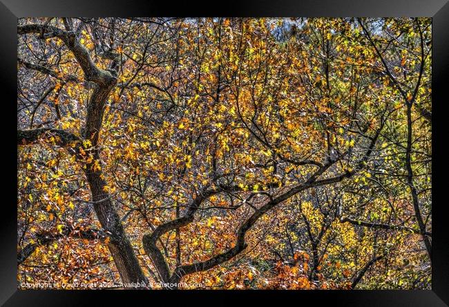 Sleepy Hollow Autumn  Framed Print by David Pyatt