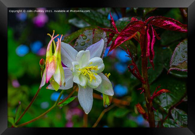 Aquilegia Vulgaris Flower Framed Print by colin chalkley