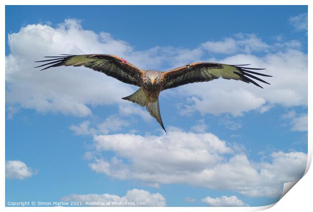 Majestic Red Kite The Oldest Known in Shropshire Print by Simon Marlow