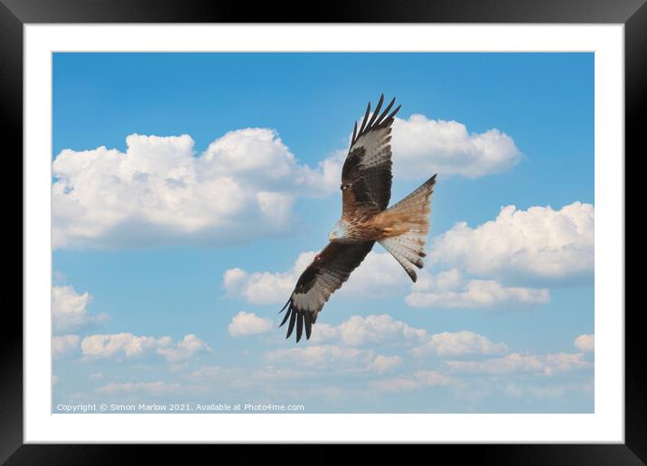 Red kite Framed Mounted Print by Simon Marlow
