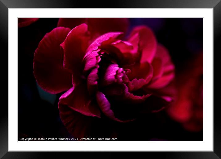 Red bloom Framed Mounted Print by Joshua Panter-Whitlock