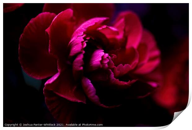 Red bloom Print by Joshua Panter-Whitlock