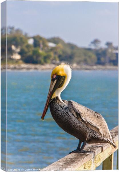 Pelican on an Old Wood Pier Canvas Print by Darryl Brooks