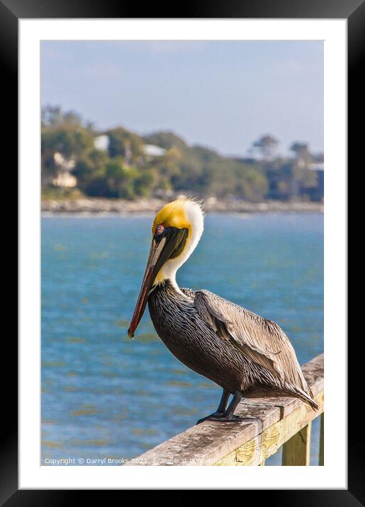 Pelican on an Old Wood Pier Framed Mounted Print by Darryl Brooks
