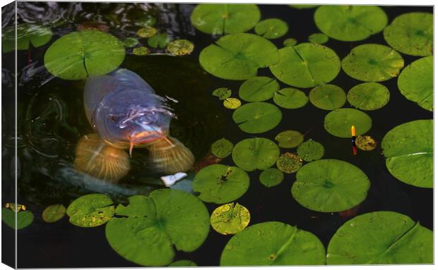 Carp Fishing in the Pads Canvas Print by David Neighbour