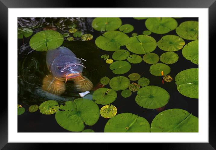 Carp Fishing in the Pads Framed Mounted Print by David Neighbour