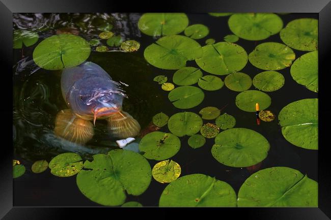 Carp Fishing in the Pads Framed Print by David Neighbour
