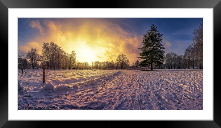 Sunset over covered in snow park with big fir tree Framed Mounted Print by Maria Vonotna