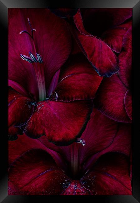 Blood Red Gladioli Framed Print by Ann Garrett
