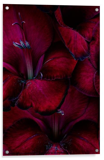 Blood Red Gladioli Acrylic by Ann Garrett
