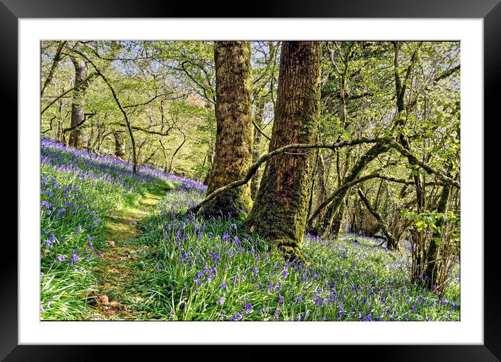Meldon Woods Bluebells Dartmoor Framed Mounted Print by austin APPLEBY