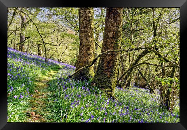 Meldon Woods Bluebells Dartmoor Framed Print by austin APPLEBY