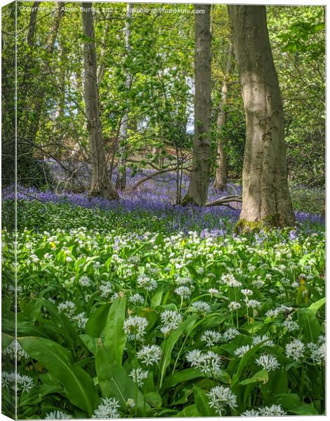 Bluebells and wild garlic  Canvas Print by Aimie Burley