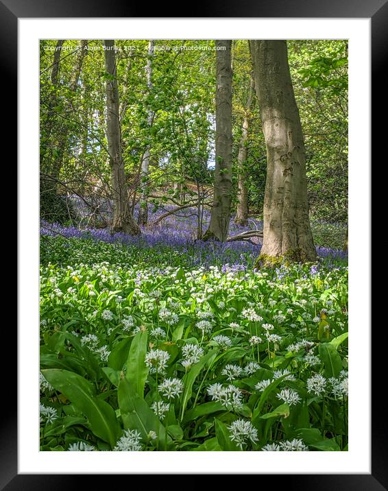 Bluebells and wild garlic  Framed Mounted Print by Aimie Burley