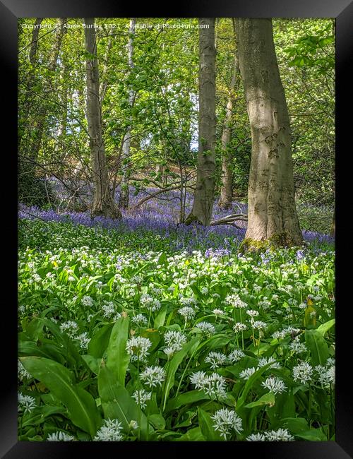 Bluebells and wild garlic  Framed Print by Aimie Burley