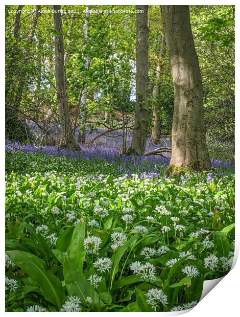 Bluebells and wild garlic  Print by Aimie Burley