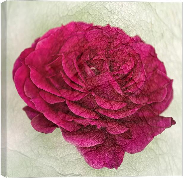 Dark Pink Rose Textured Canvas Print by Steve Purnell