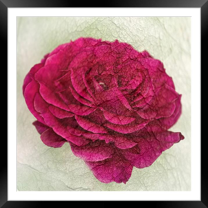 Dark Pink Rose Textured Framed Mounted Print by Steve Purnell