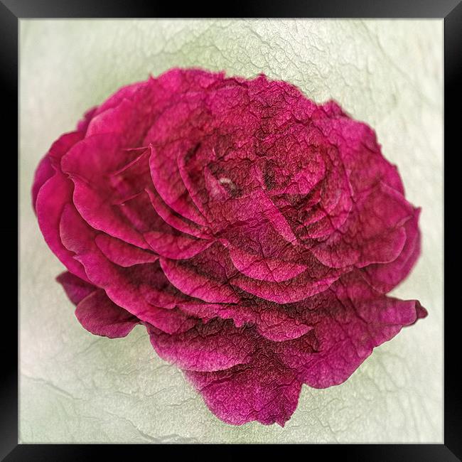 Dark Pink Rose Textured Framed Print by Steve Purnell