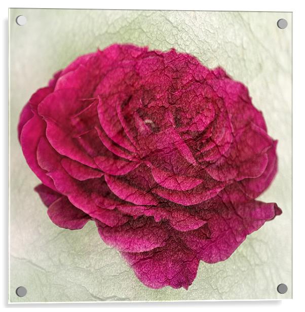 Dark Pink Rose Textured Acrylic by Steve Purnell