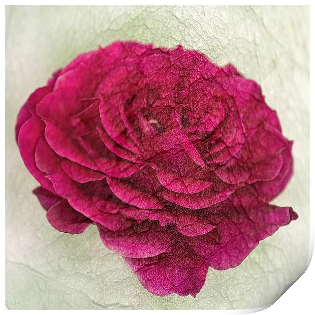Dark Pink Rose Textured Print by Steve Purnell