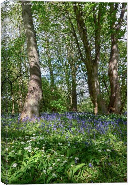 Bluebell Wood Canvas Print by Aimie Burley