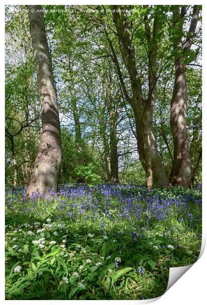 Bluebell Wood Print by Aimie Burley