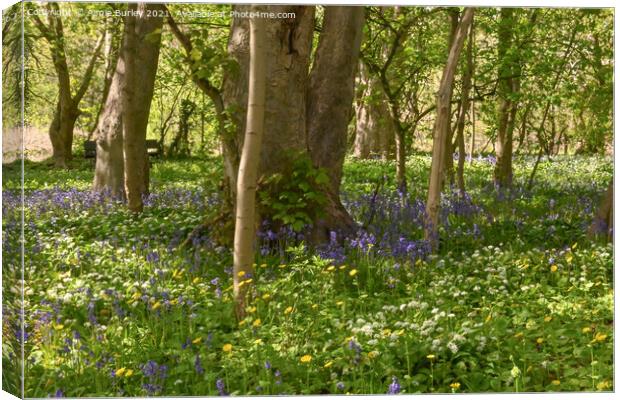 Garlic and bluebell wood Canvas Print by Aimie Burley