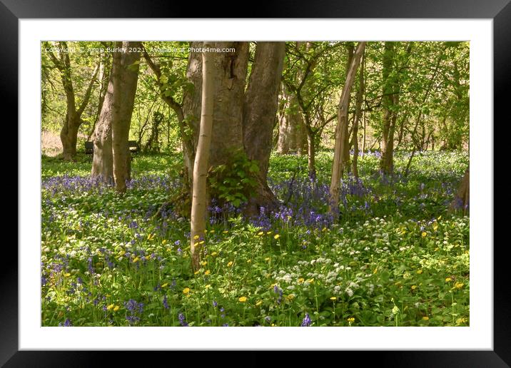 Garlic and bluebell wood Framed Mounted Print by Aimie Burley