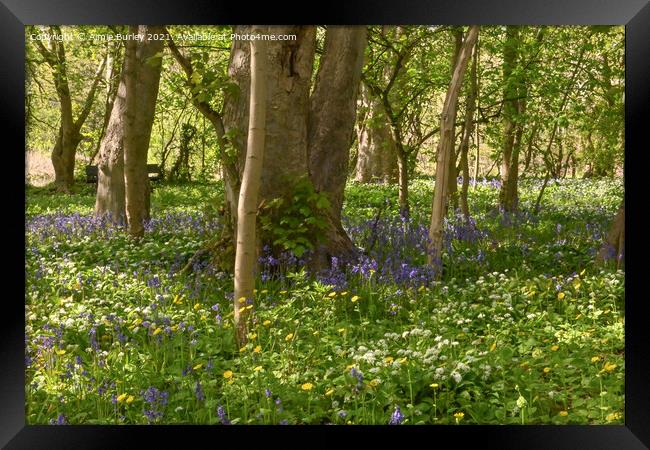 Garlic and bluebell wood Framed Print by Aimie Burley