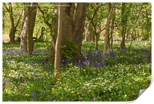 Garlic and bluebell wood Print by Aimie Burley