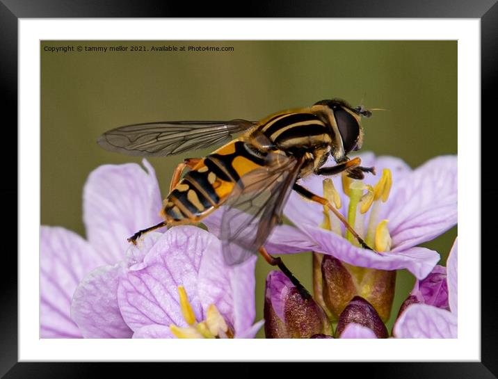 Natures Busy Pollinators Framed Mounted Print by tammy mellor