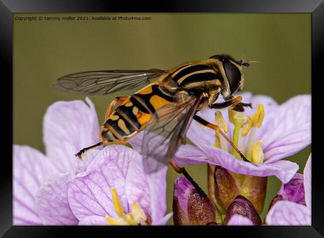 Natures Busy Pollinators Framed Print by tammy mellor