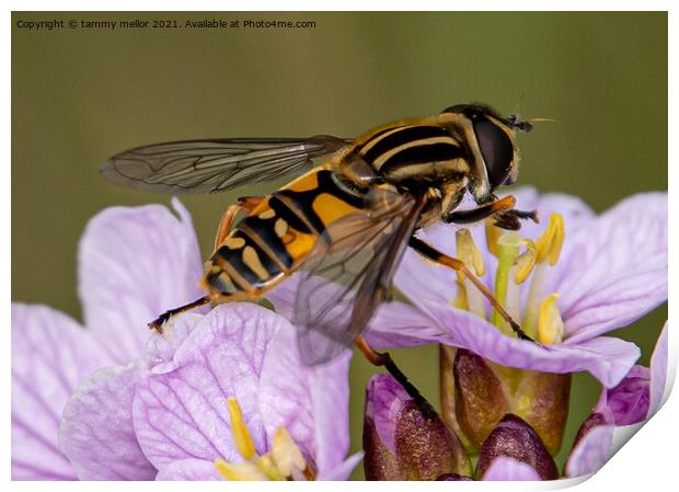 Natures Busy Pollinators Print by tammy mellor