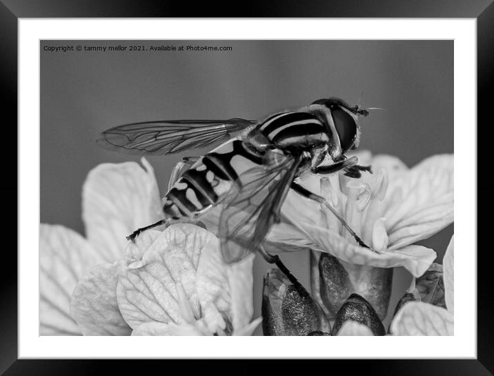 Intricate Monochrome Dance Framed Mounted Print by tammy mellor