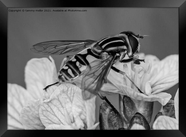 Intricate Monochrome Dance Framed Print by tammy mellor