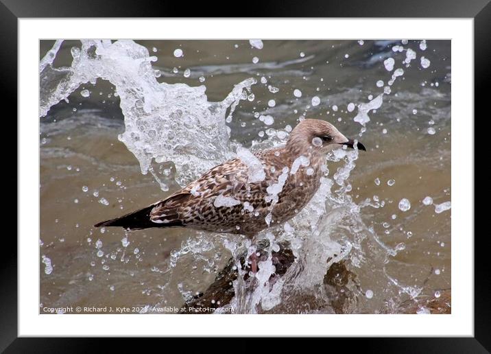 Seagull gets a Soaking Framed Mounted Print by Richard J. Kyte