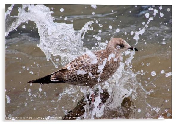 Seagull gets a Soaking Acrylic by Richard J. Kyte