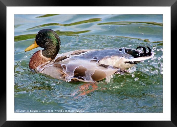 Water off a Duck's Back Framed Mounted Print by Richard J. Kyte