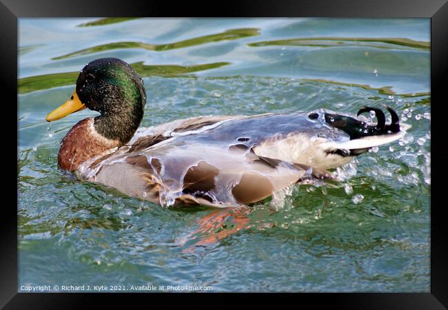 Water off a Duck's Back Framed Print by Richard J. Kyte