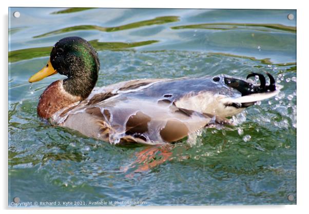 Water off a Duck's Back Acrylic by Richard J. Kyte