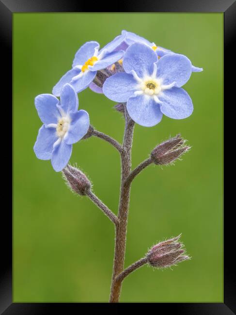 Forget Me Nots Framed Print by Jonathan Thirkell