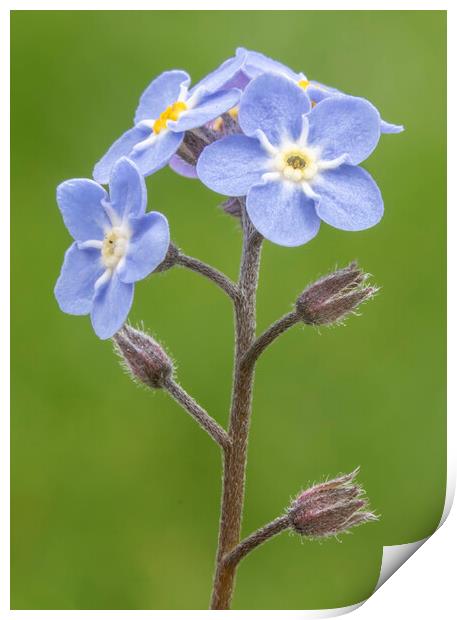 Forget Me Nots Print by Jonathan Thirkell