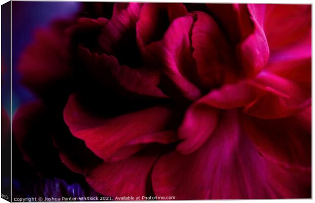 red bloom Canvas Print by Joshua Panter-Whitlock