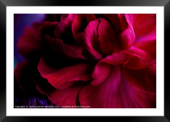 red bloom Framed Mounted Print by Joshua Panter-Whitlock