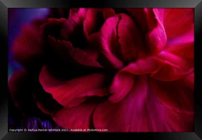 red bloom Framed Print by Joshua Panter-Whitlock
