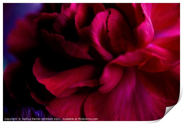 red bloom Print by Joshua Panter-Whitlock