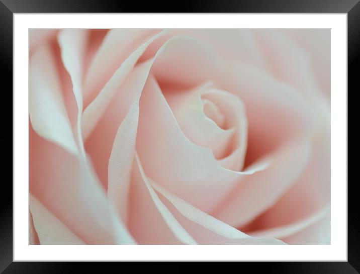 Soft Pink Rose Framed Mounted Print by David Neighbour