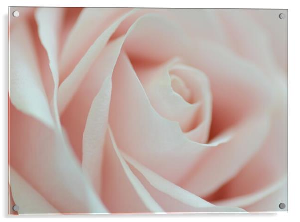 Soft Pink Rose Acrylic by David Neighbour