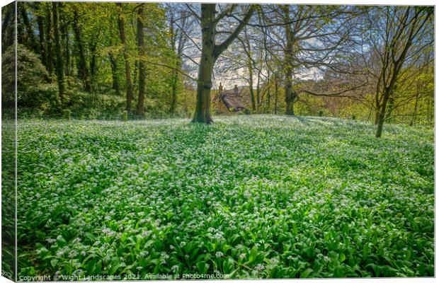 Wild Garlic Carpet Isle Of Wight Canvas Print by Wight Landscapes